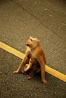 Monkey with baby on the street