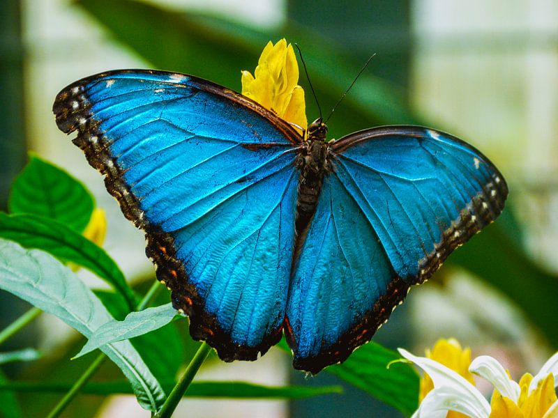 Blauwe vlinder von Stedom Fotografie
