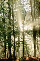 Sonnenstrahlen brechen durch die Bäume des Waldes / Goldene Stunde / Naturfotografie