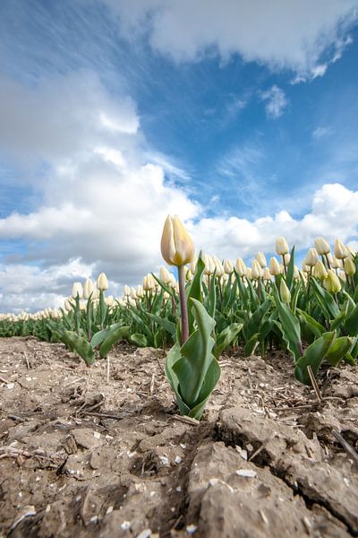 Holländische Tulpen sprießen im Polder von Fotografiecor .nl