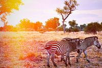 Zèbre dans un paysage