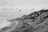 Storm on texels beach