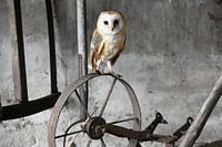 Barn owl