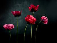 poppies fine art