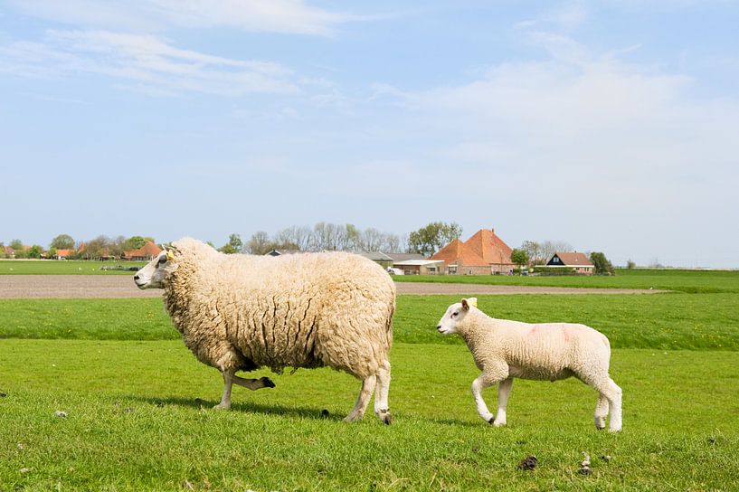 Schaap met lam in de wei van Ivonne Wierink