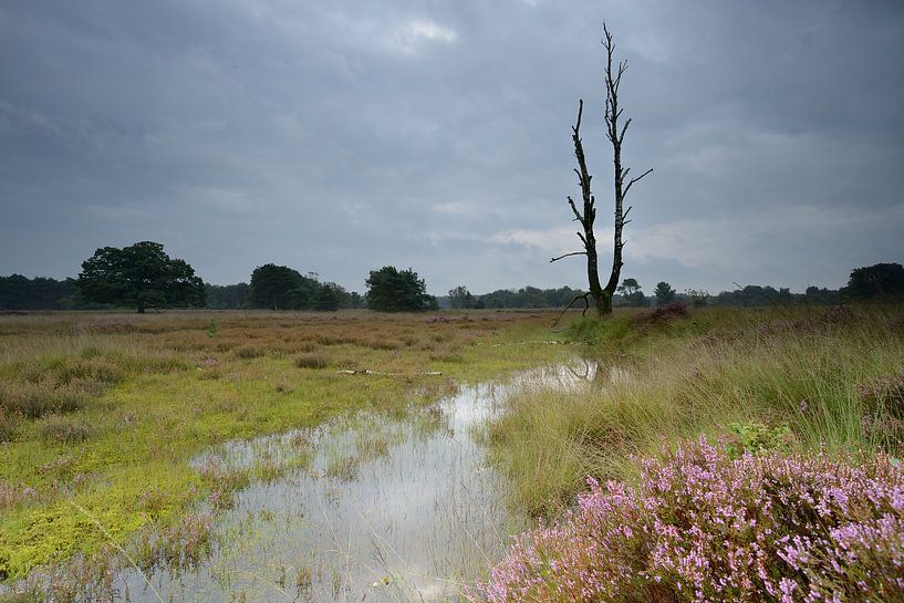 Threatening sky above the blooming heather.  by Gonnie van de Schans