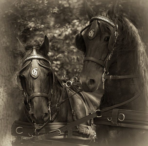 Friesenpferde von Ada Zyborowicz