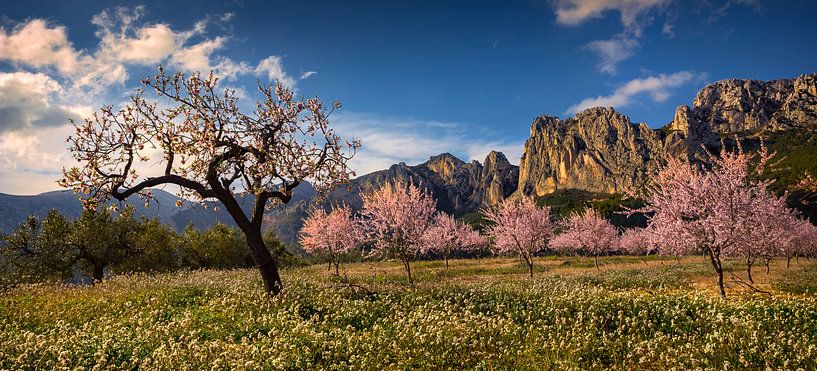Blühende Mandelbäume Spanien-Landschaft von Peter Bolman