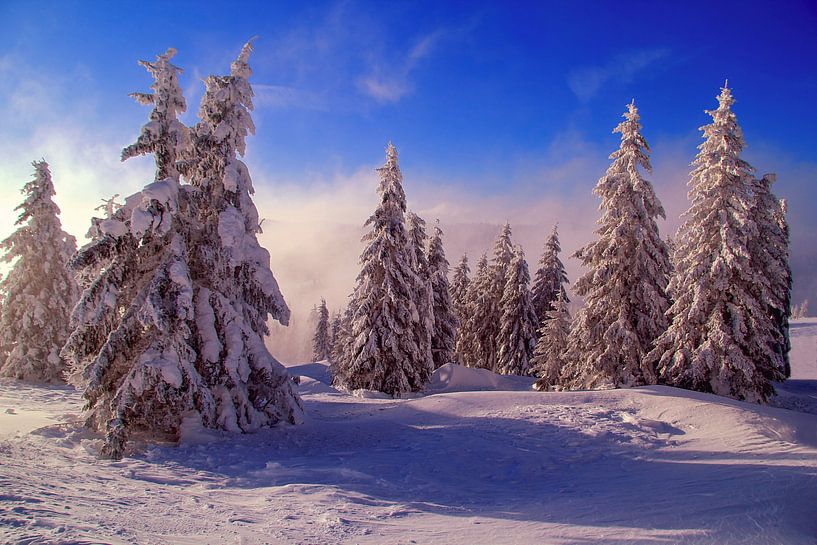 Les arbres fruitiers de la Forêt-Noire par Patrick Lohmüller