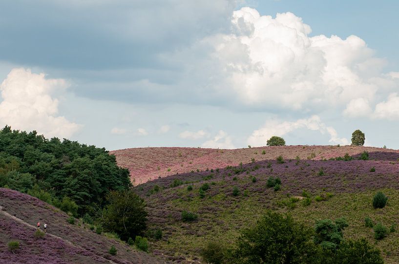 Heather Posbank by Nancy van Verseveld