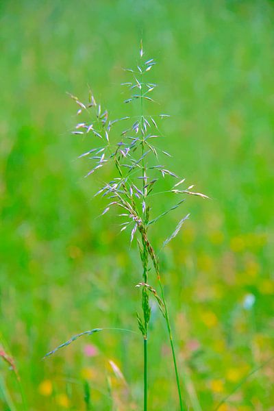 Gras von Images from a hillside in Umbria