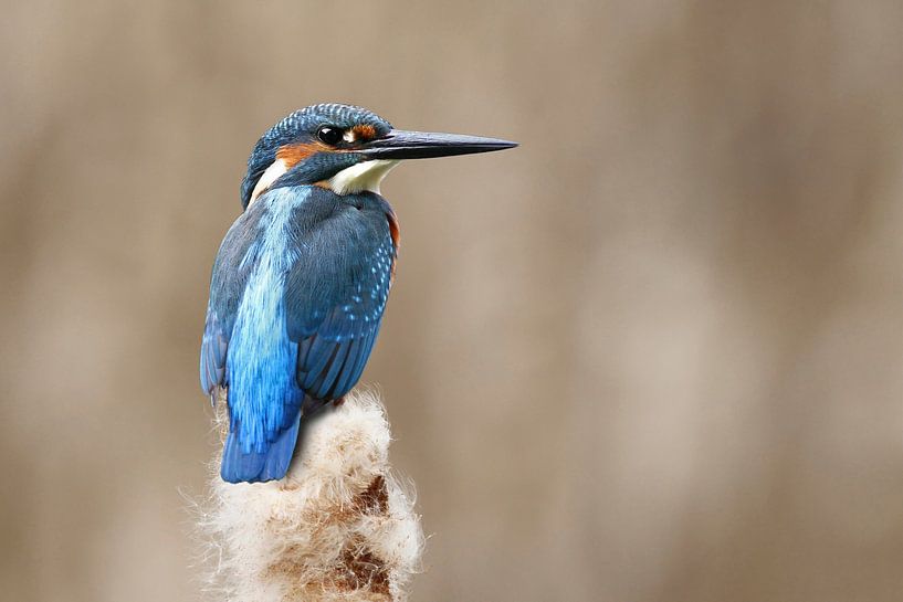 Eisvogel von Heiko Lehmann