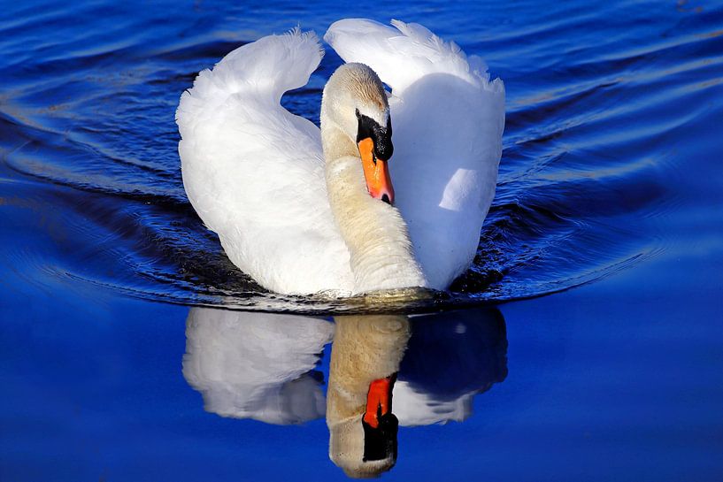 Swan by Ans Houben