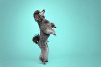 Tanzender grauer Pudelhund / auf seinen 2 Hinterbeinen, im Studio mit türkisem Hintergrund