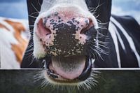 Verrückte Kuh, Tienhoven, Die Niederlande