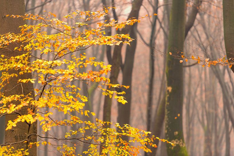 Découvre dans une forêt de hêtres pendant un matin brumeux. par Sjoerd van der Wal Photographie
