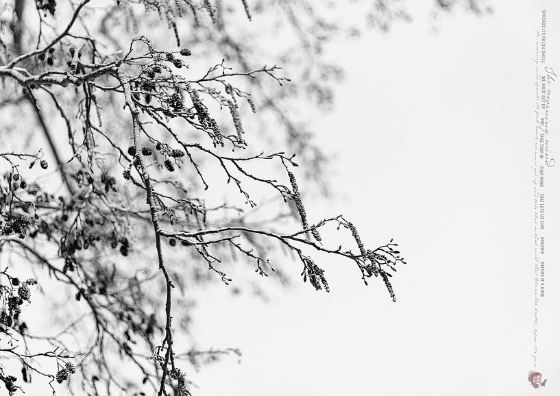 THE MORNING WIND_ALNUS INCANA AUREA von Patricia Versluis-van Berkel