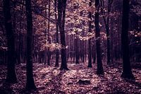 Trees on the Veluwe 2