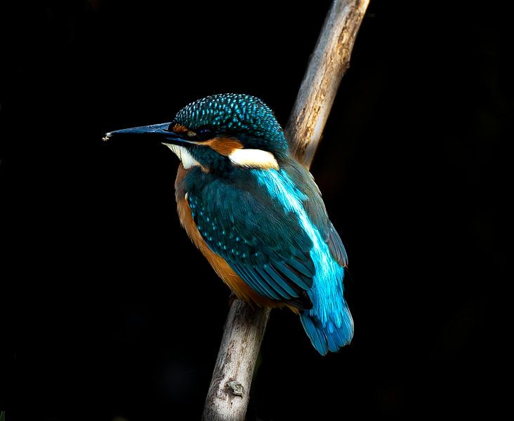 martin-pêcheur par Wouter Van der Zwan