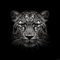dramatic black and white portrait photo rendering of the head of a leopard / panther