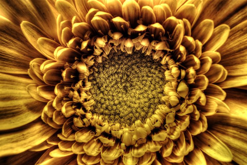 Golden Sunburst by Mike Bing