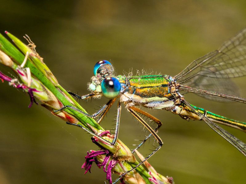 Libelle von Natasja Martijn