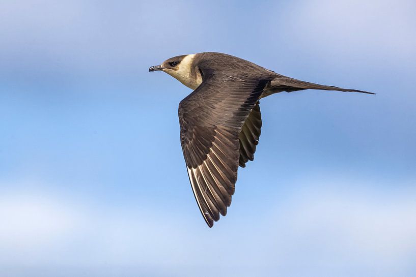 Kleiner Jäger (Stercorarius parasiticus) von Beschermingswerk voor aan uw muur