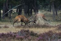 Ein Duell zwischen zwei Rotwild während der Rotwildbrunft – Cervus elaphus