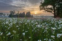 daisies during sunrise