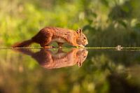 Eichhörnchen mit Spiegelbild