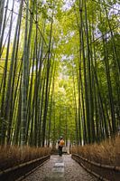 Bamboo forest in Japan.