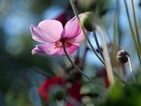 Purple flower with buds