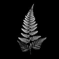 Feuille de fougère