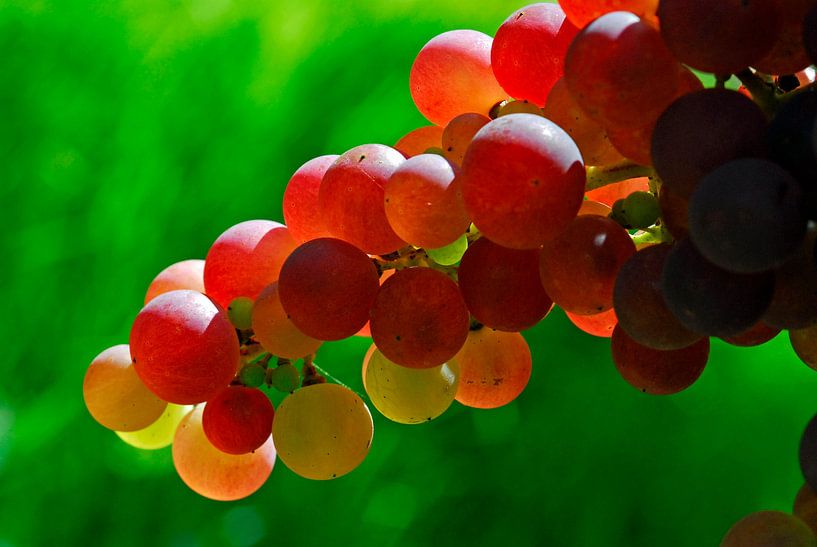 La vigne 1.2 par Ingo Laue