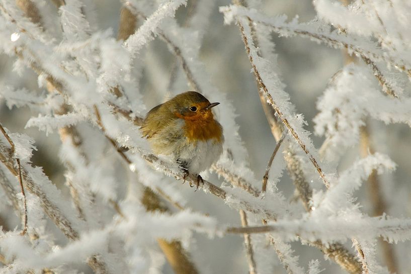 Robin d'hiver par Rando Kromkamp Natuurfotograaf