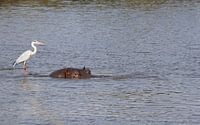 Hippopotame dans le parc national Kruger en Afrique du Sud