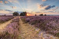 Sonnenuntergang Hijkerveld