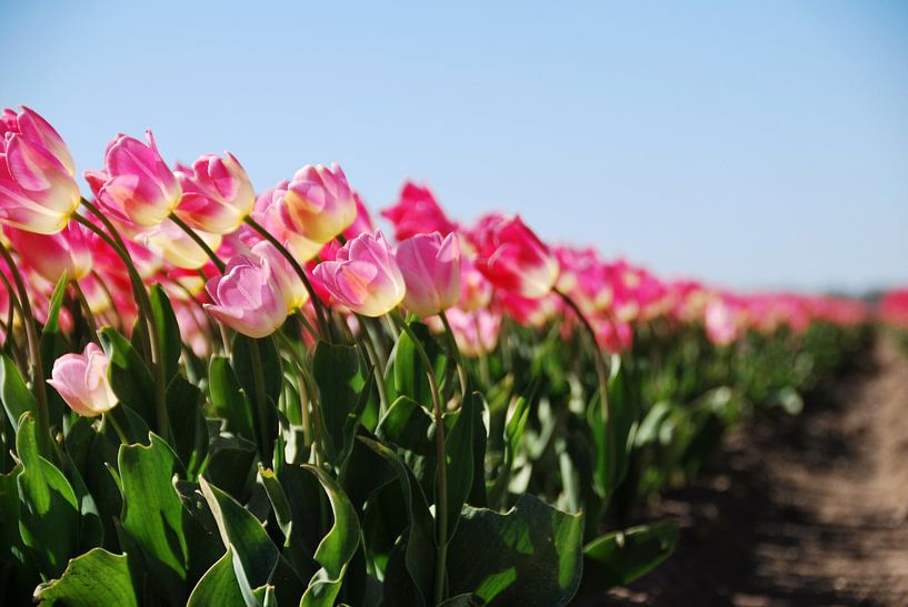 Rosa Tulpen auf dem Feld - Teil 2 von Homemade Photos