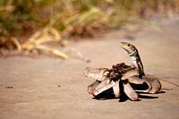 Lizard camouflages itself behind old pine apple