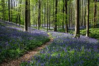 Bluebell carpet in the Hallerbos