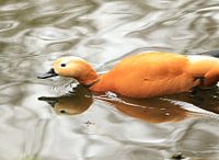 Spiegelbeeld van een eend!