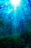 Geheimnisvolles Licht im nächtlichen Wald