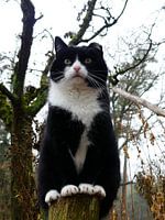 Zwarte kat op een paaltje