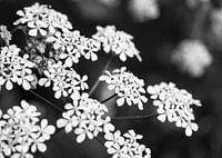 Flûte herbacée en gros plan | Photo | Noir et blanc