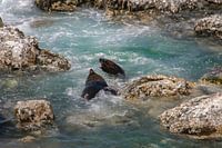 Das Gesetz der Natur