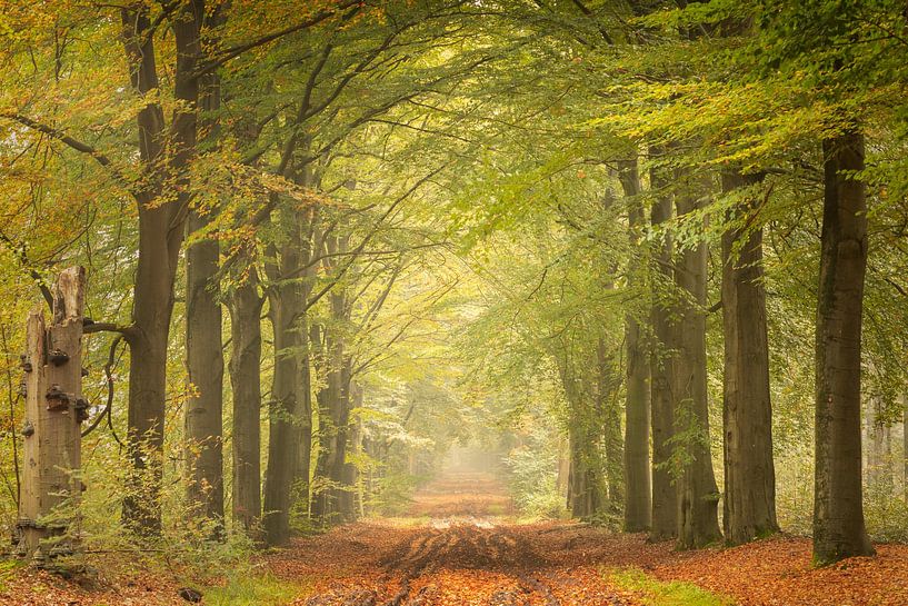 Avenue forestière avec feuilles vertes fraîches et brume par KB Design & Photography (Karen Brouwer)