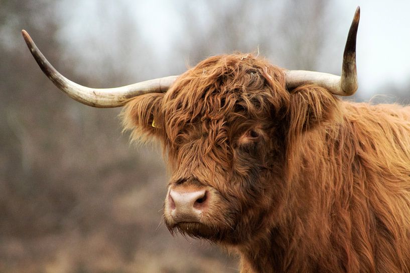 Schottischer Highlander von Sabine Bouwmeester