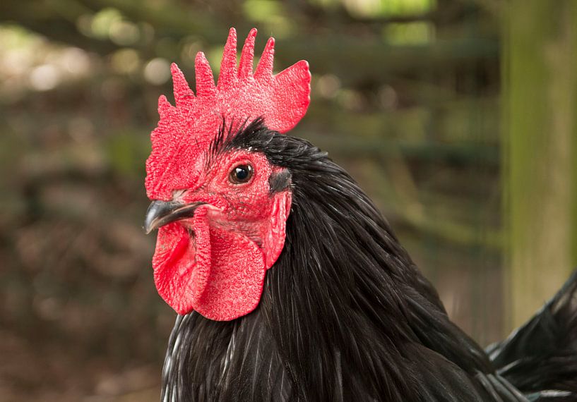 Haan met vuurrode hanenkam von Matthijs Boersma