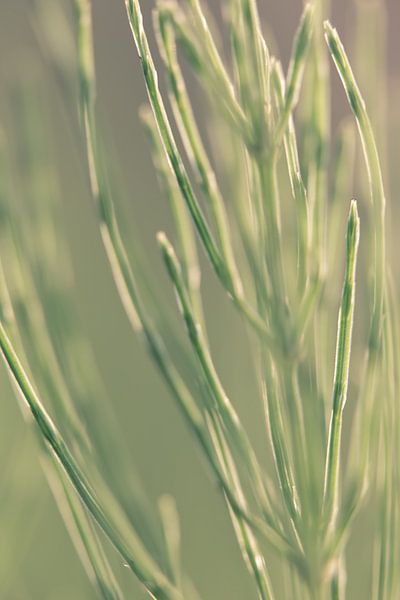 Gras von Robert Wiggers