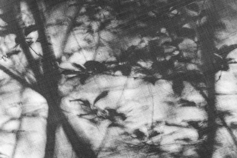 Dreamy Forrest #1 - black/white by Floris Kok